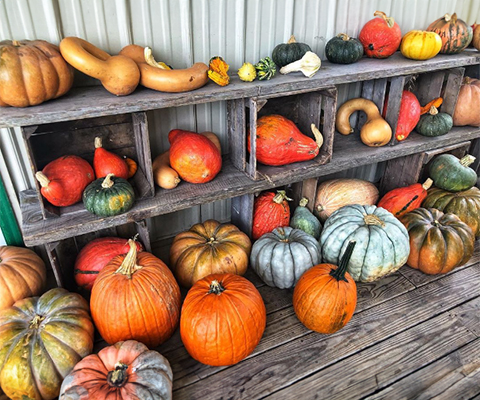 Picture of shelves filled with colorful pumpkins and gourds.