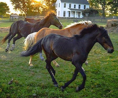 Picture of three horses running together in a field.