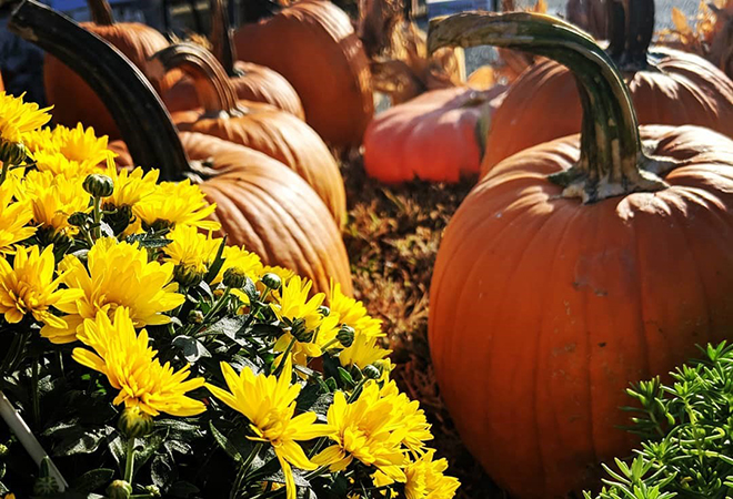 Picture of pumpkins in a patch.
