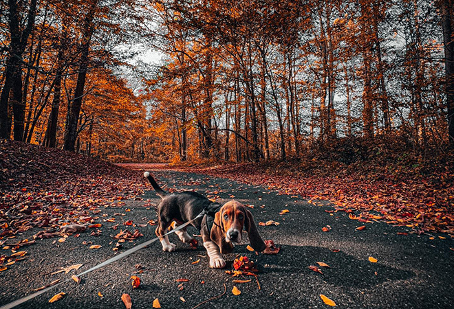 Picture of a dog on a leash enjoying a walk in the Fall Foliage.