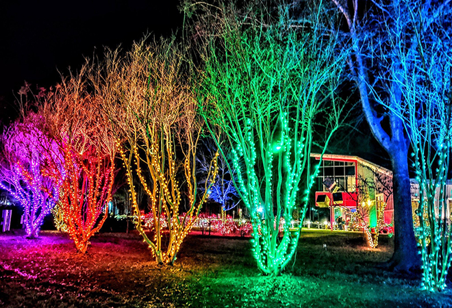 Picture of several trees decorated with holiday colors.