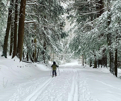Picture of person skiing a snow-covered trail.