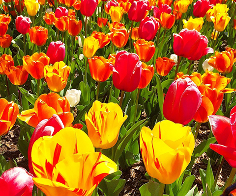 Tulips in bloom.