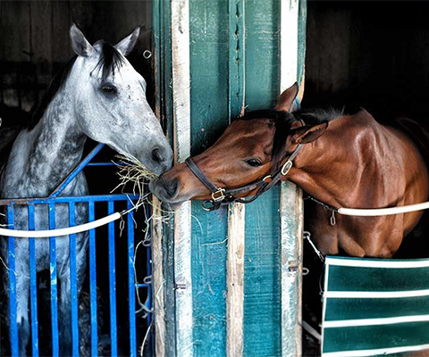 Picture of two horses in stalls sharing some hey.