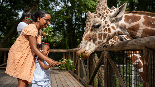 A mother and daughter feed leaves to a giraffe at Memphis Zoo