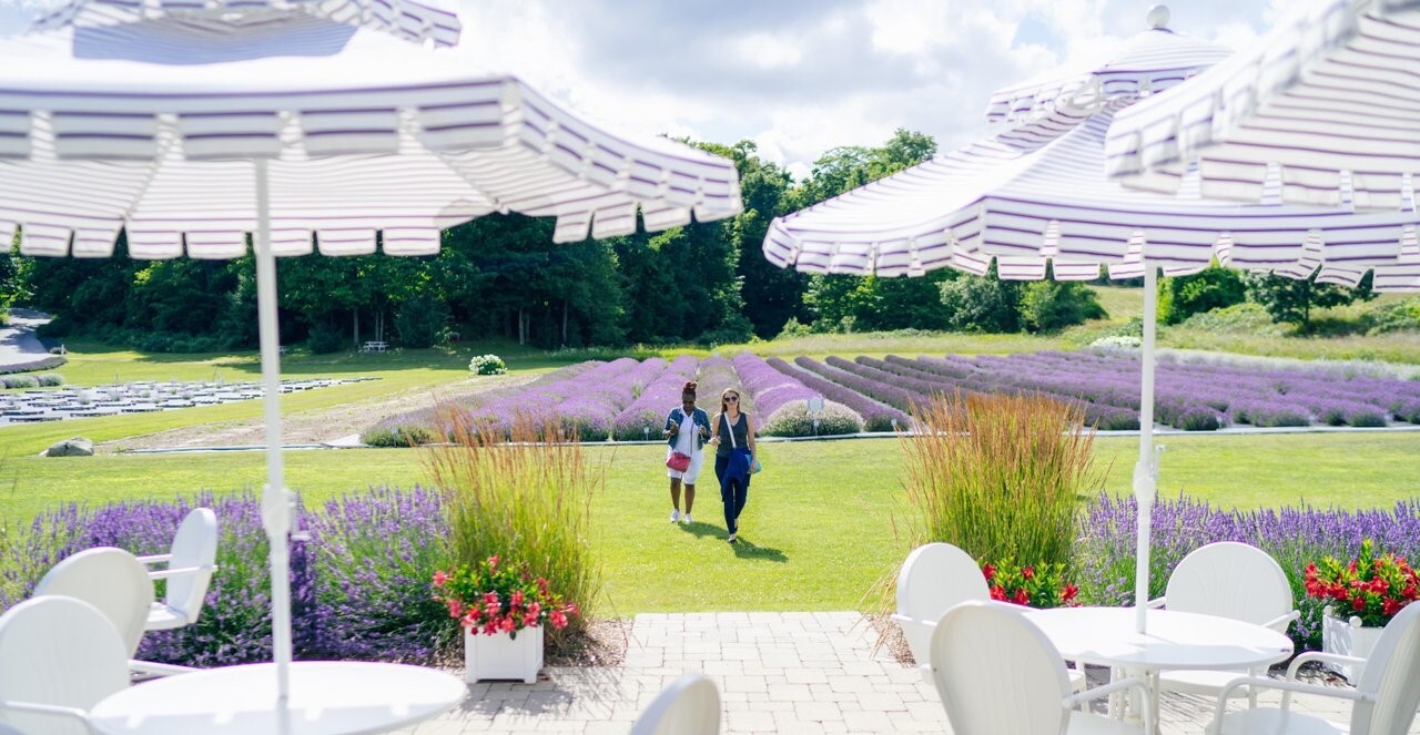 Two woman walking between a lavender field and a picnic area.