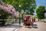 A horse-drawn carriage traveling by a lilac bush on Mackinac Island. 