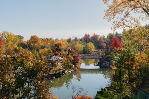 A Japanese garden with ponds and a pedestrian bridge during fall. 