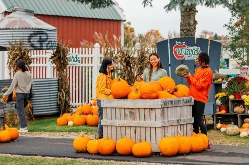 A group of young adults picking pumpkins out of a display at an orchard. 