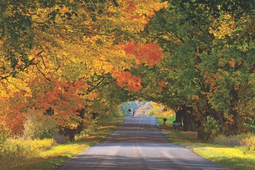 A couple biking beneath a tunnel of fall trees. 