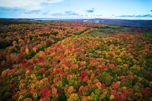 An aerial view of a forest with fall leaves. 