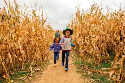 Two girls and a woman navigating a corn maze. 