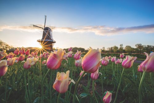 A Dutch windmill in a field of tulips at sunrise. 