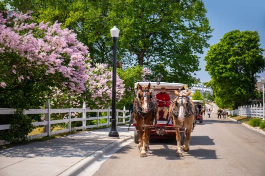 A horse-drawn carriage travelling past a lilac bush. 