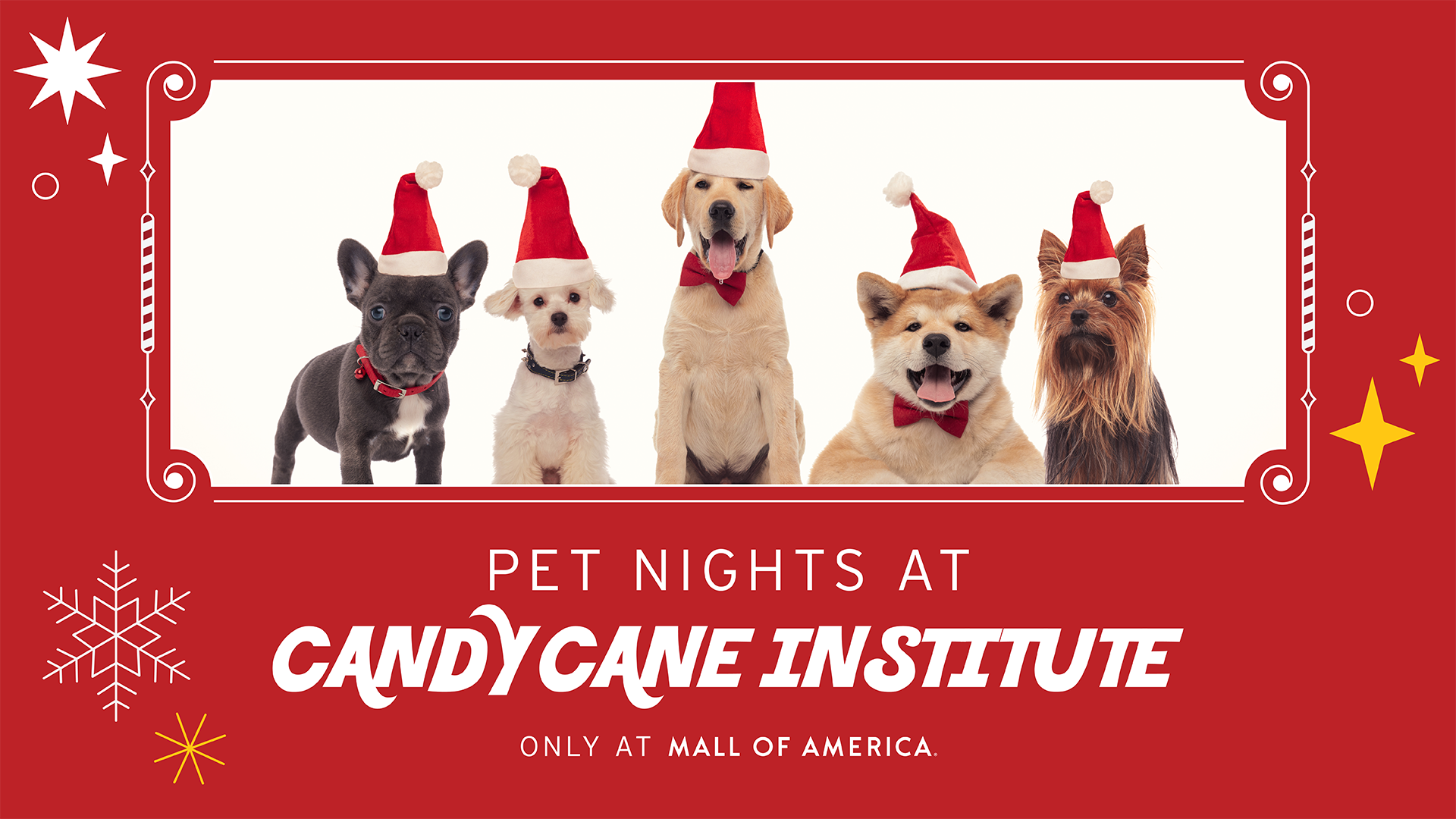 dogs wearing santa hats
