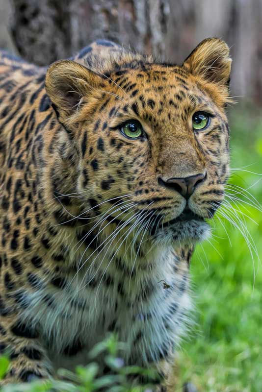 Leopard Forest at Nashville Zoo