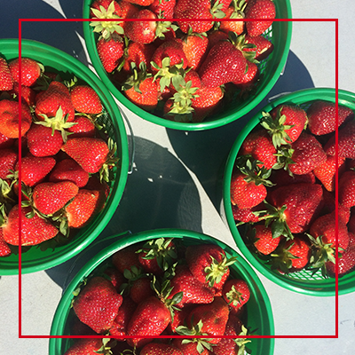 2026 Strawberry Fest
