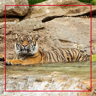 International Tiger Day at Nashville Zoo