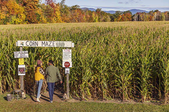 a couple entering a corn maze