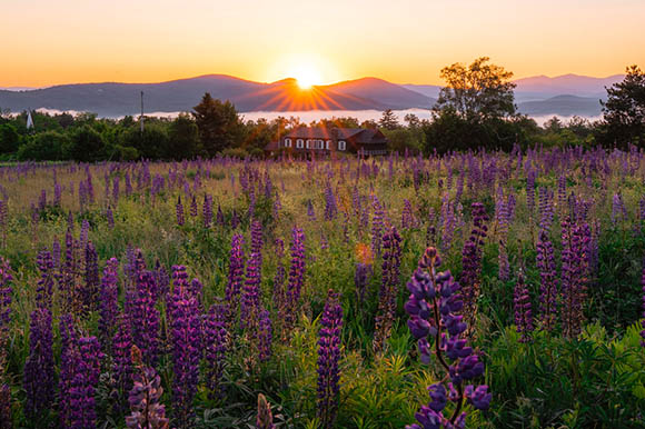 a field with purple flowers and barn in the distance