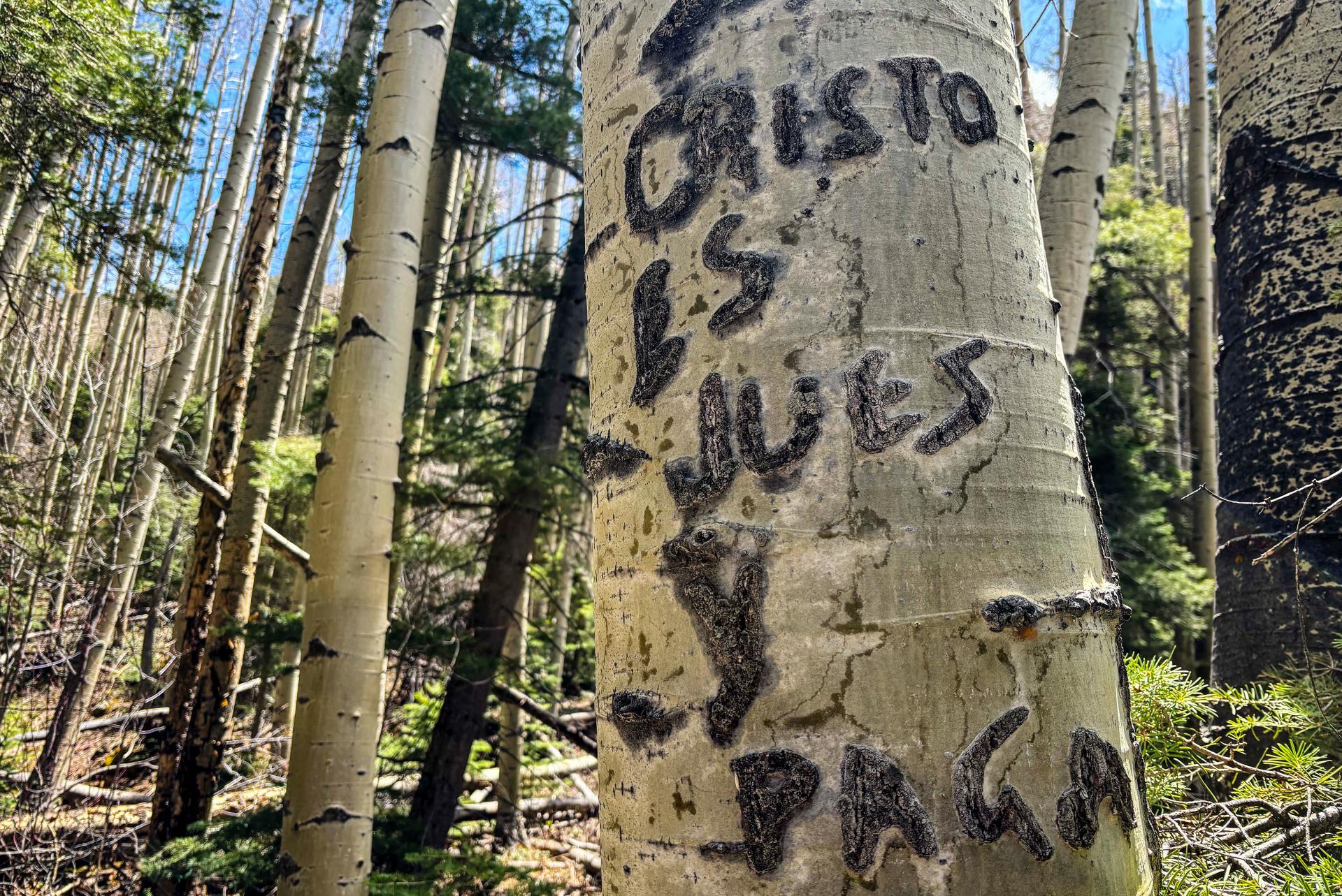 Graffiti on a birch tree in a forest, with the words 'Cristo es Juez y Paga' written on it.