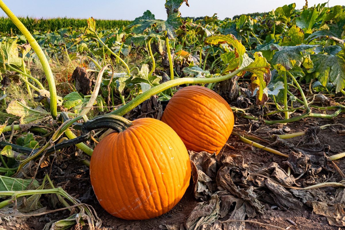 Two vibrant orange pumpkins connected by a vine in a field with dry leaves and green foliage under a bright sky.