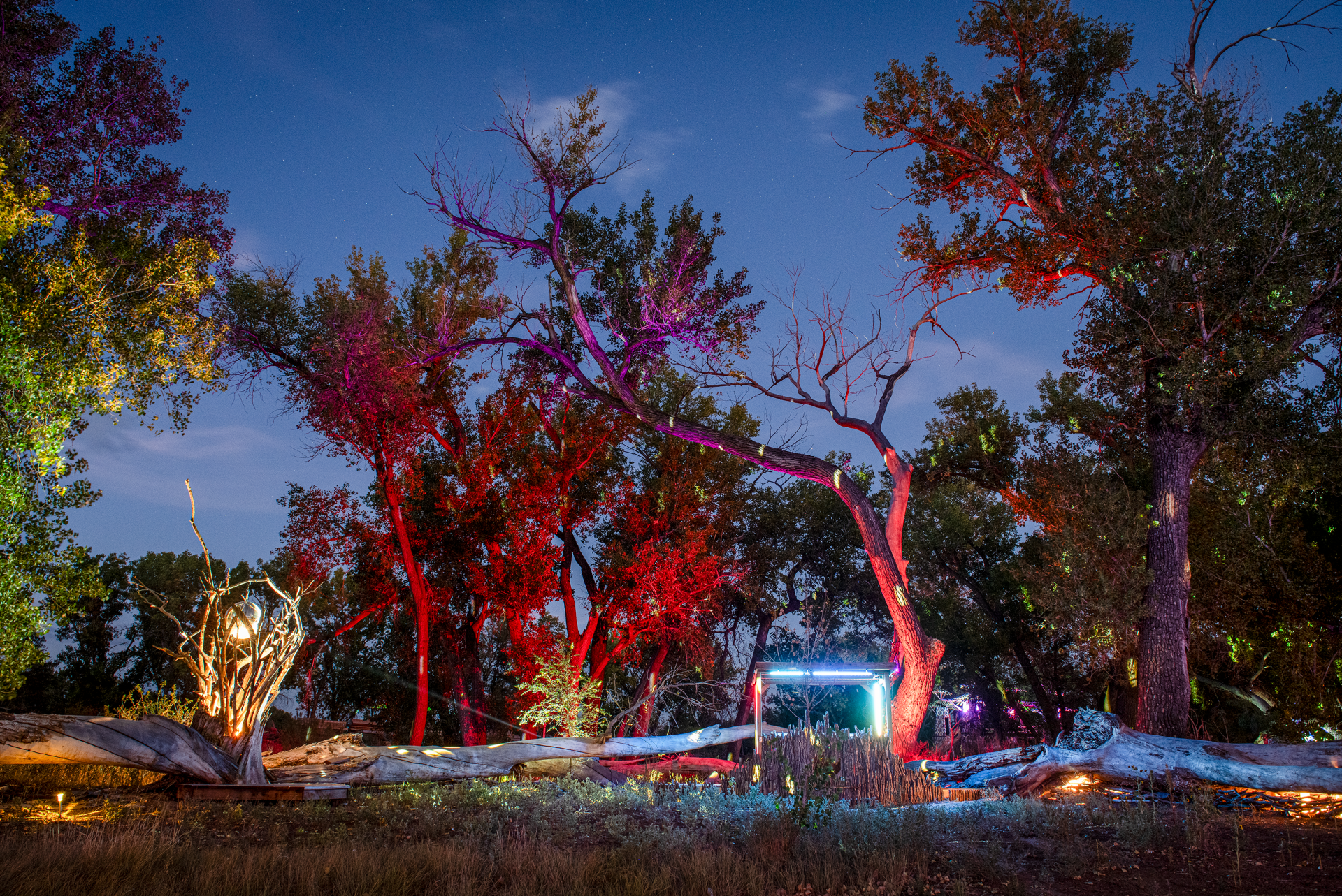 Nighttime view of an outdoor art installation featuring several trees illuminated with colorful lights, with a small structure visible in the background.