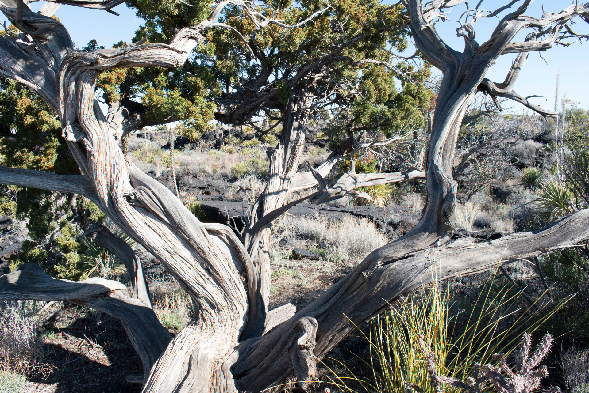 Twisted juniper tree in the foreground with a scrubby, rocky landscape in the background under a clear sky.