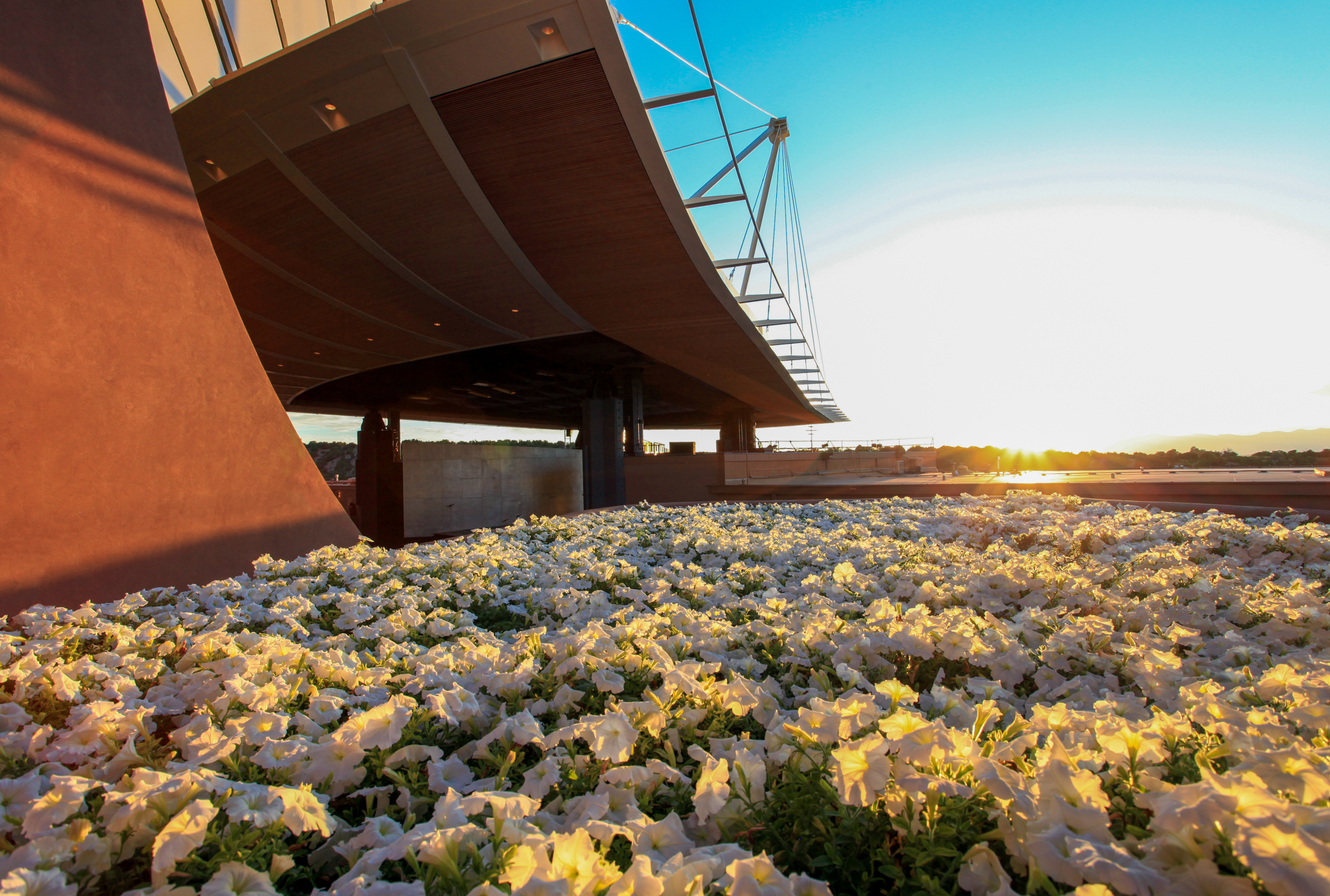 Sunset view at the Santa Fe Opera, focusing on a field of blooming white flowers in the foreground with the modern architecture of the building extending over them.