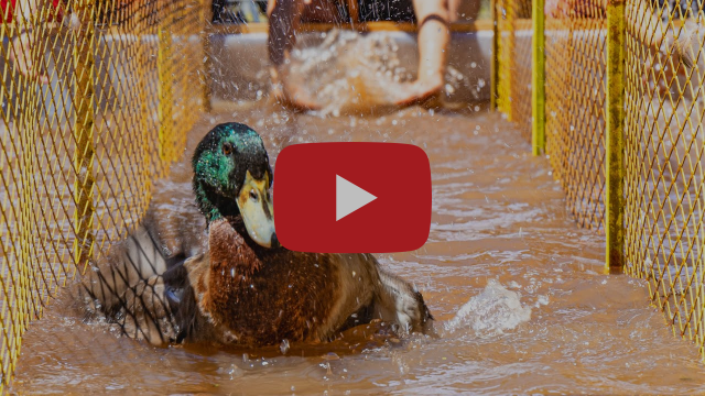 A duck swims through a small passage of water with metal grates on either side.