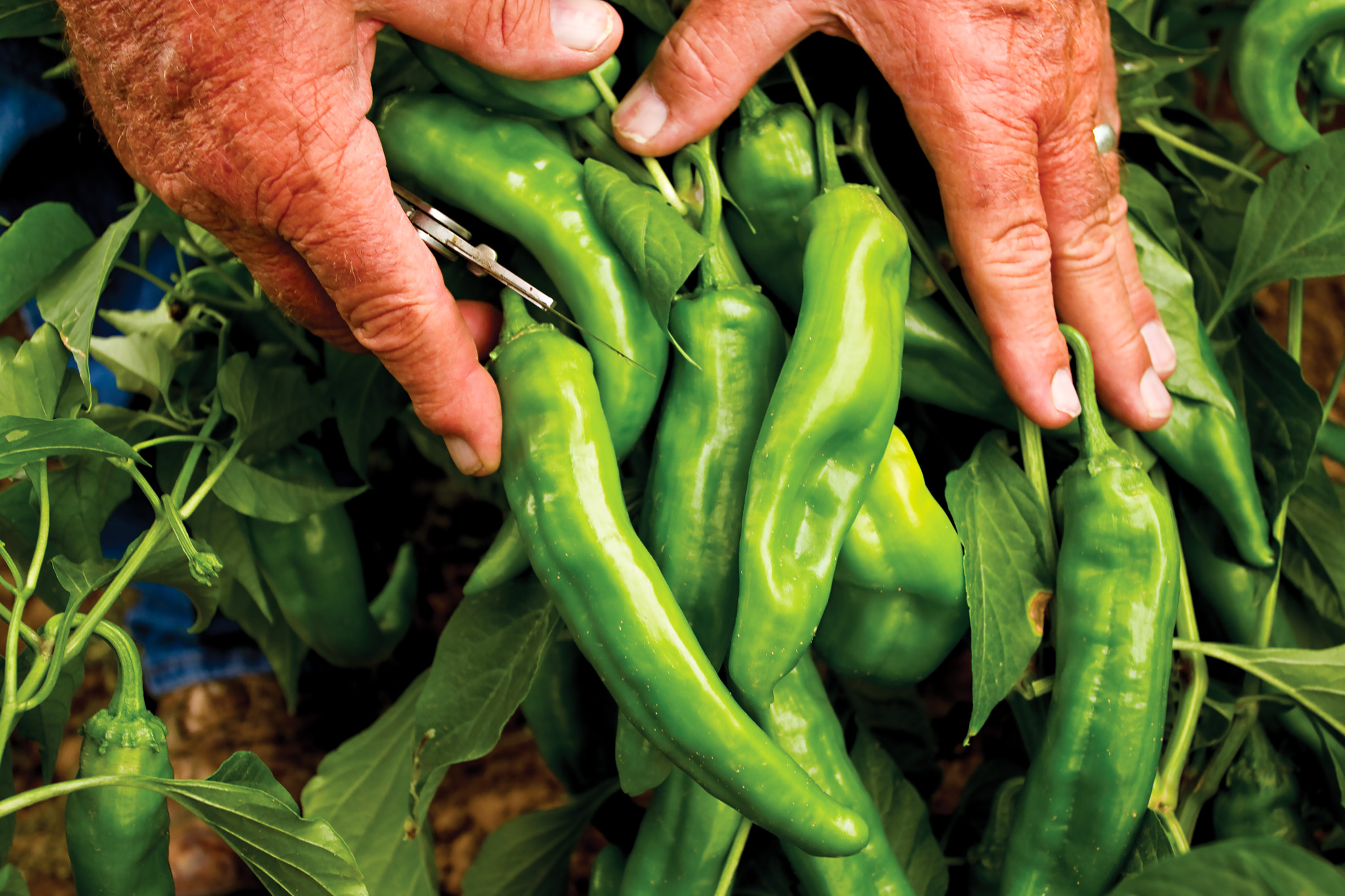 Hands harvesting green chili peppers from a plant.