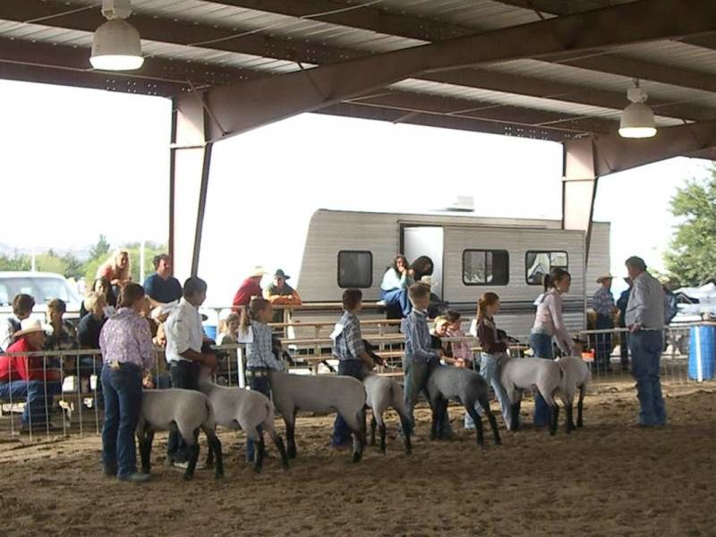 A livestock show with participants displaying sheep in an open barn, with spectators and a trailer in the background.