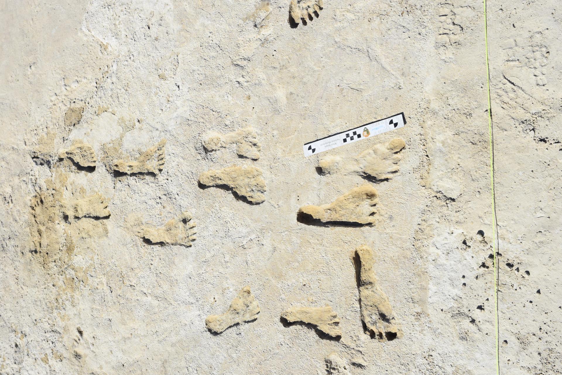 Ancient footprints preserved in a rocky, sandy surface, arranged in multiple directions and accompanied by a measurement scale for size reference.