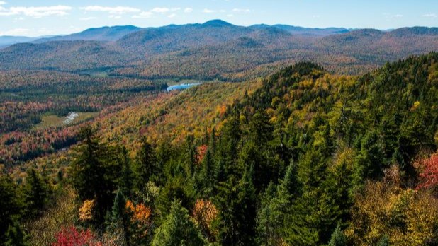 Fall Foliage
