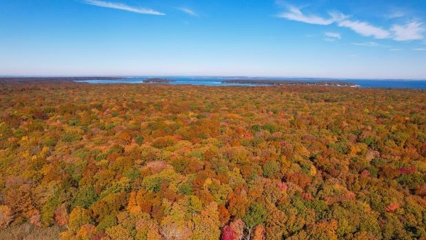 Fall Foliage