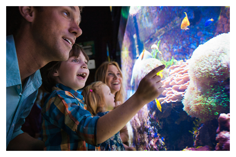Family visiting an aquarium, watching fish swim in a large illuminated tank.