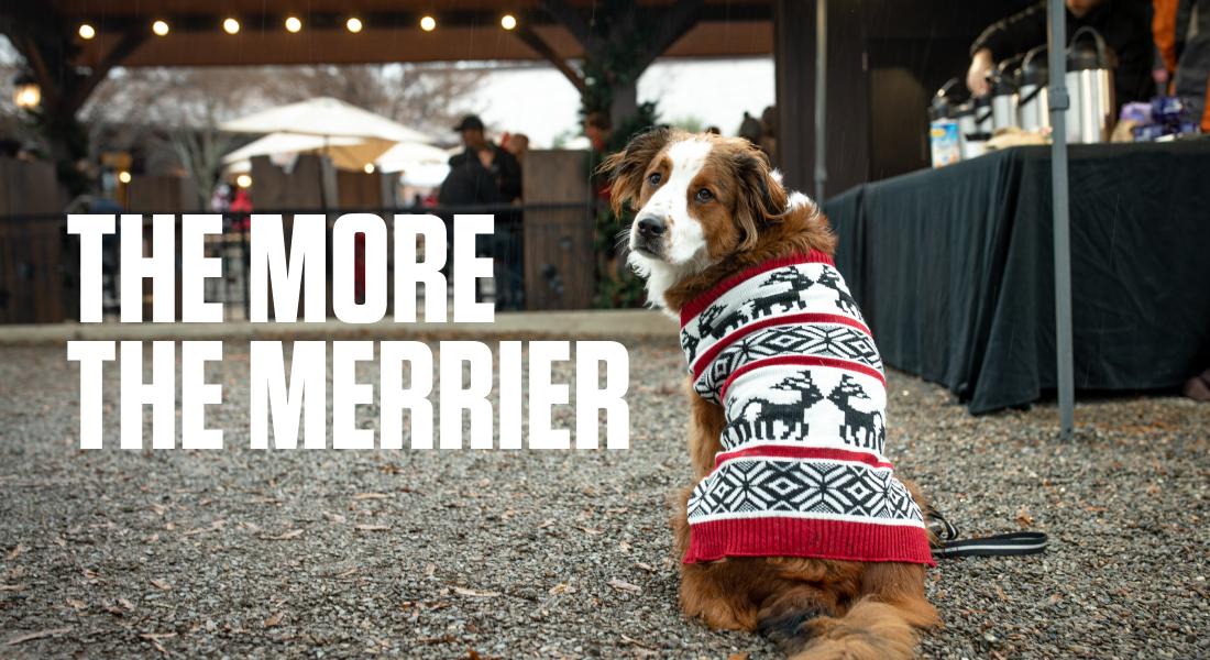THE MORE THE MERRIER - Dog wearing holiday sweater at a holiday event