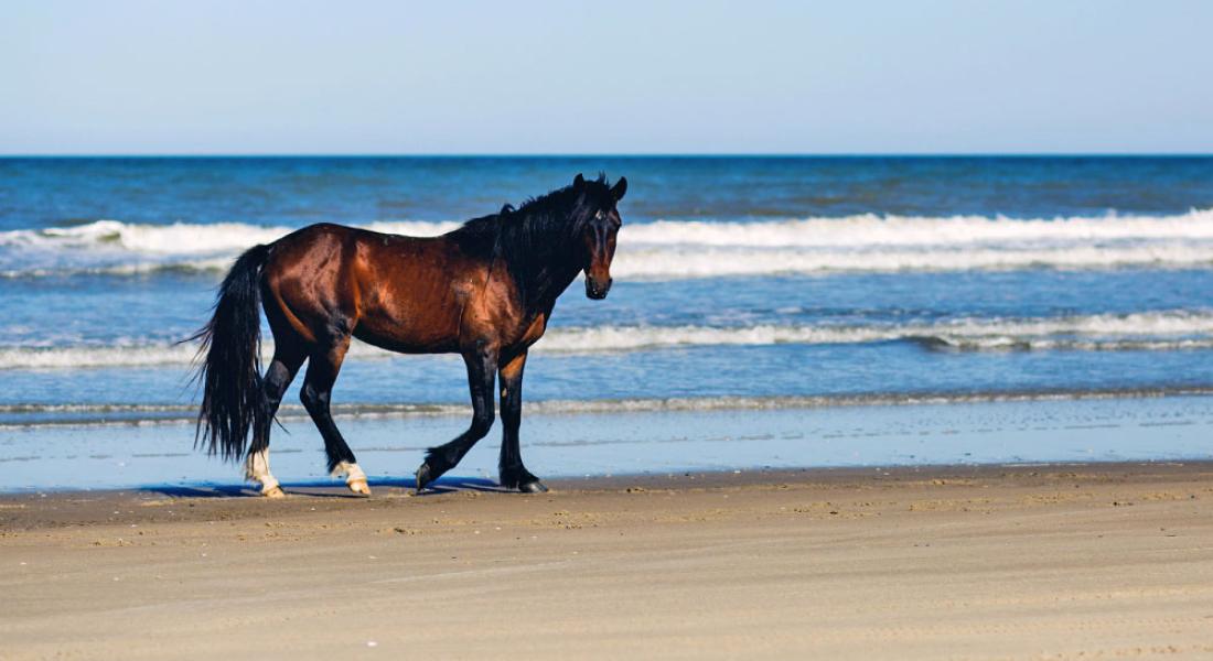 Corolla Wild Horse