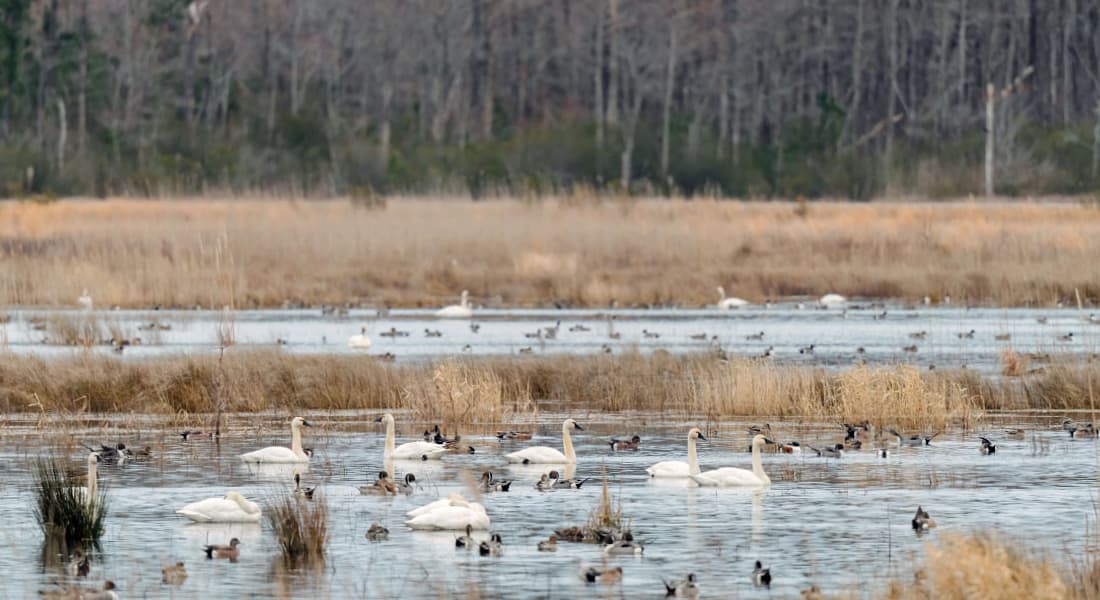 Hyde County Lake Mattamuskeet