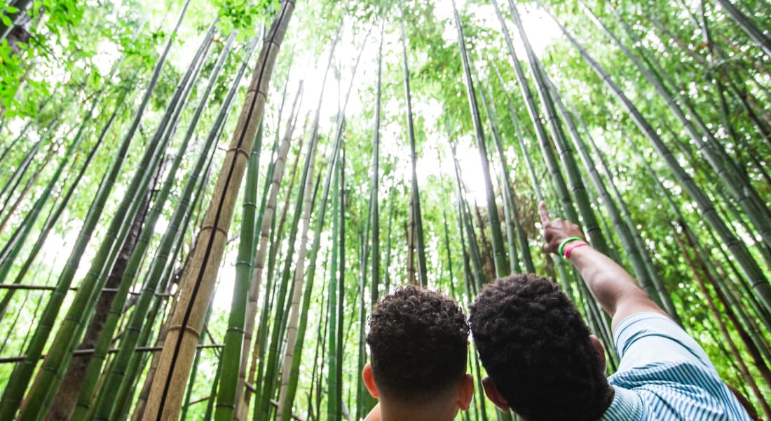 King's Mountain Gateway Trail bamboo forest, father and son