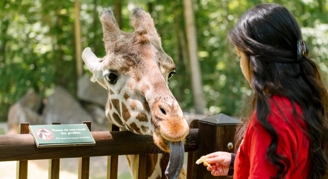 Young girl feeding a giraffe at the NC Zoo in Asheboro