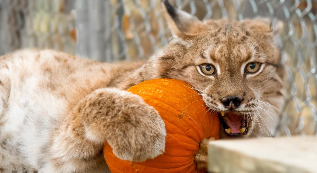 Animal Park fall event
