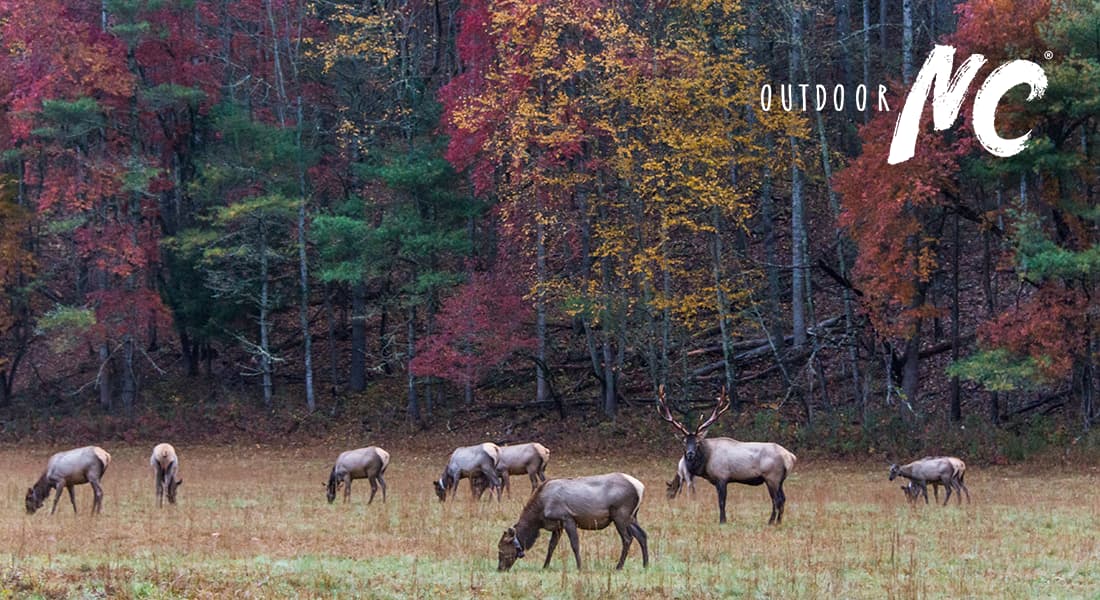 OUTDOOR NC - A herd of elk on a fall day in North Carolina