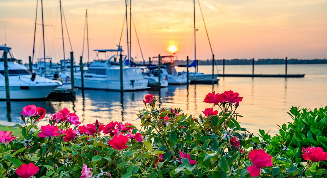 New Bern Waterfront with pink flowers in the foreground