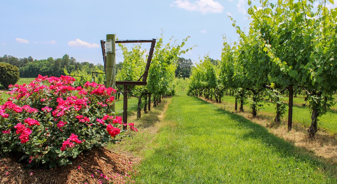 Vineyard, Yadkin County NC