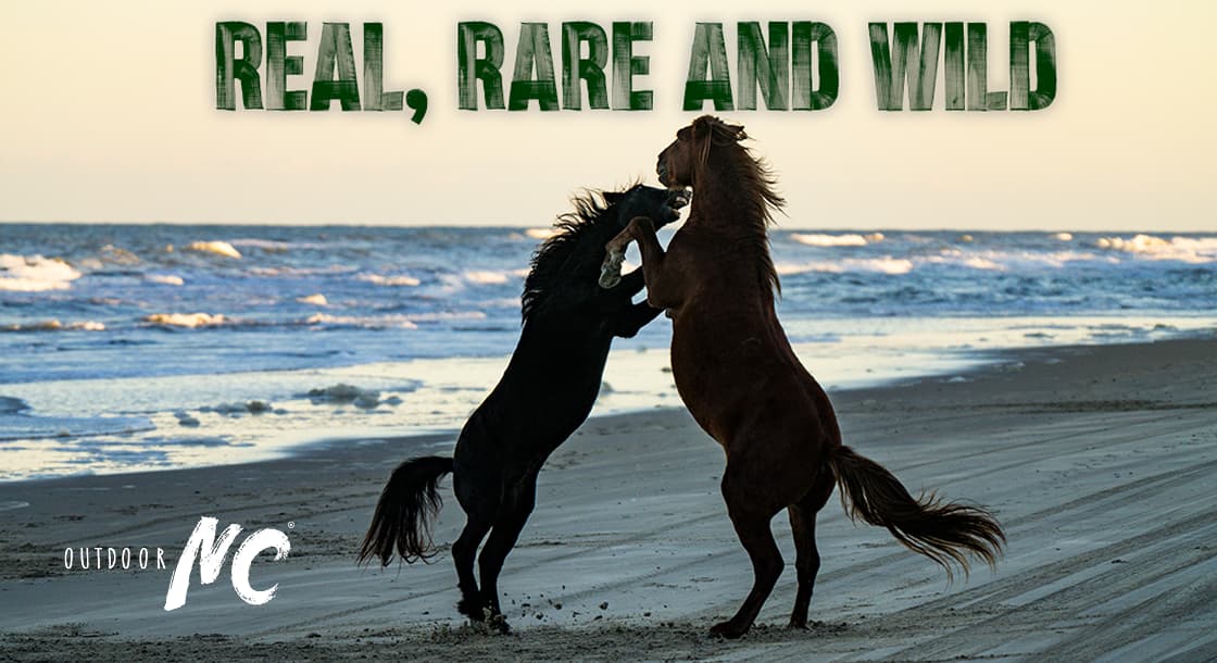 OUTDOOR NC - REAL, RARE AND WILD - Two mustangs on the shores of the Northern Outer Banks