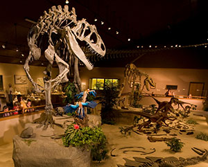 Dinosaur skeleton in a museum exhibit