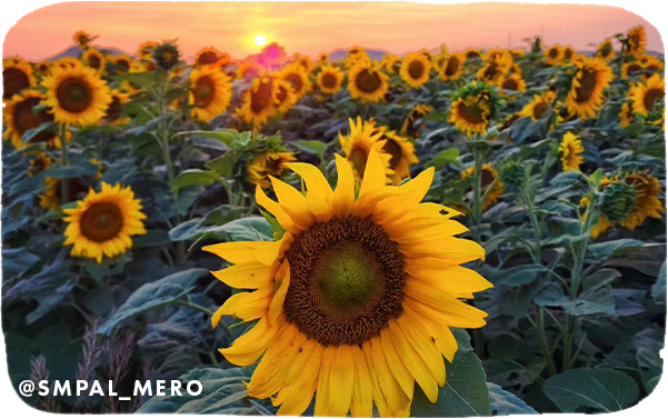 Sunflower field with sunset in background