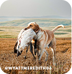 Hunting dog holding a dead bird in its mouth with text overlay that reads @WyattMeredith06