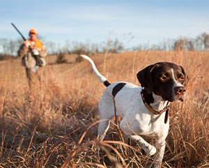 A white and brown dog moving through a field with a hunter following behind him